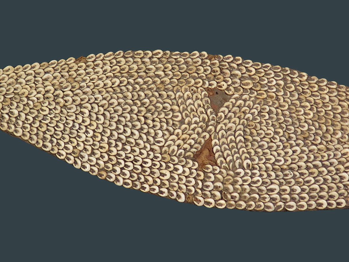 PNG kina shell on display in the Han Mak Belong Tumbuna exhibition at the Cairns Museum